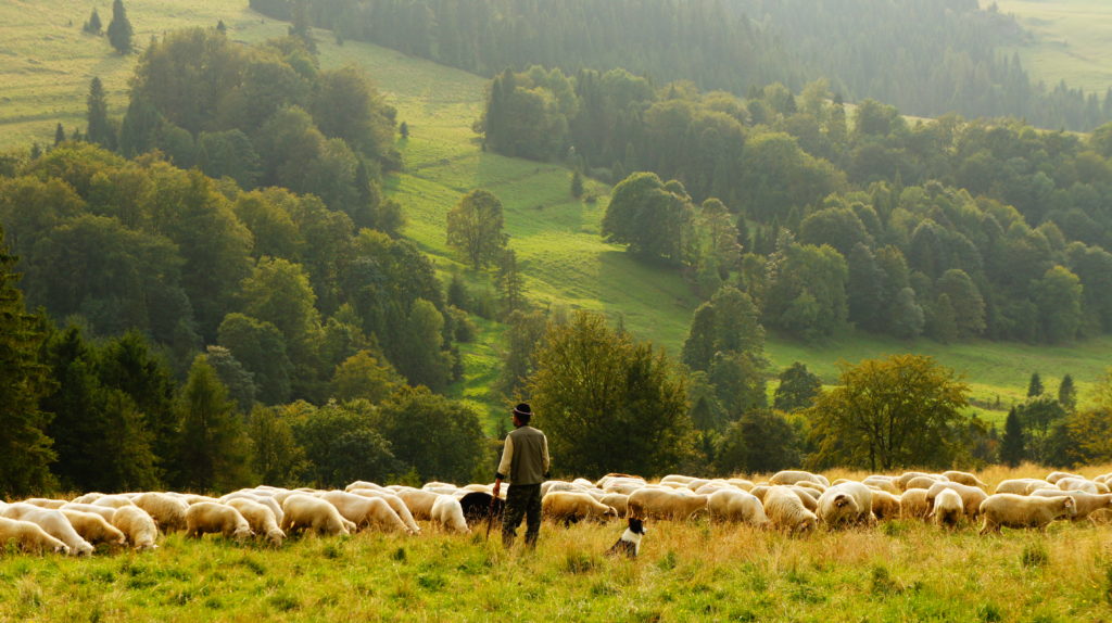 What Does A Pastoral Assistant Do In Schools